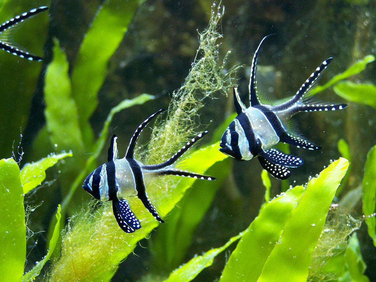 Pterapogon kauderni (Pesce cardinale di Banggai)